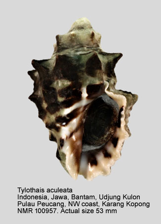 Tylothais aculeata (2).jpg - Tylothais aculeata (Deshayes,1844)
